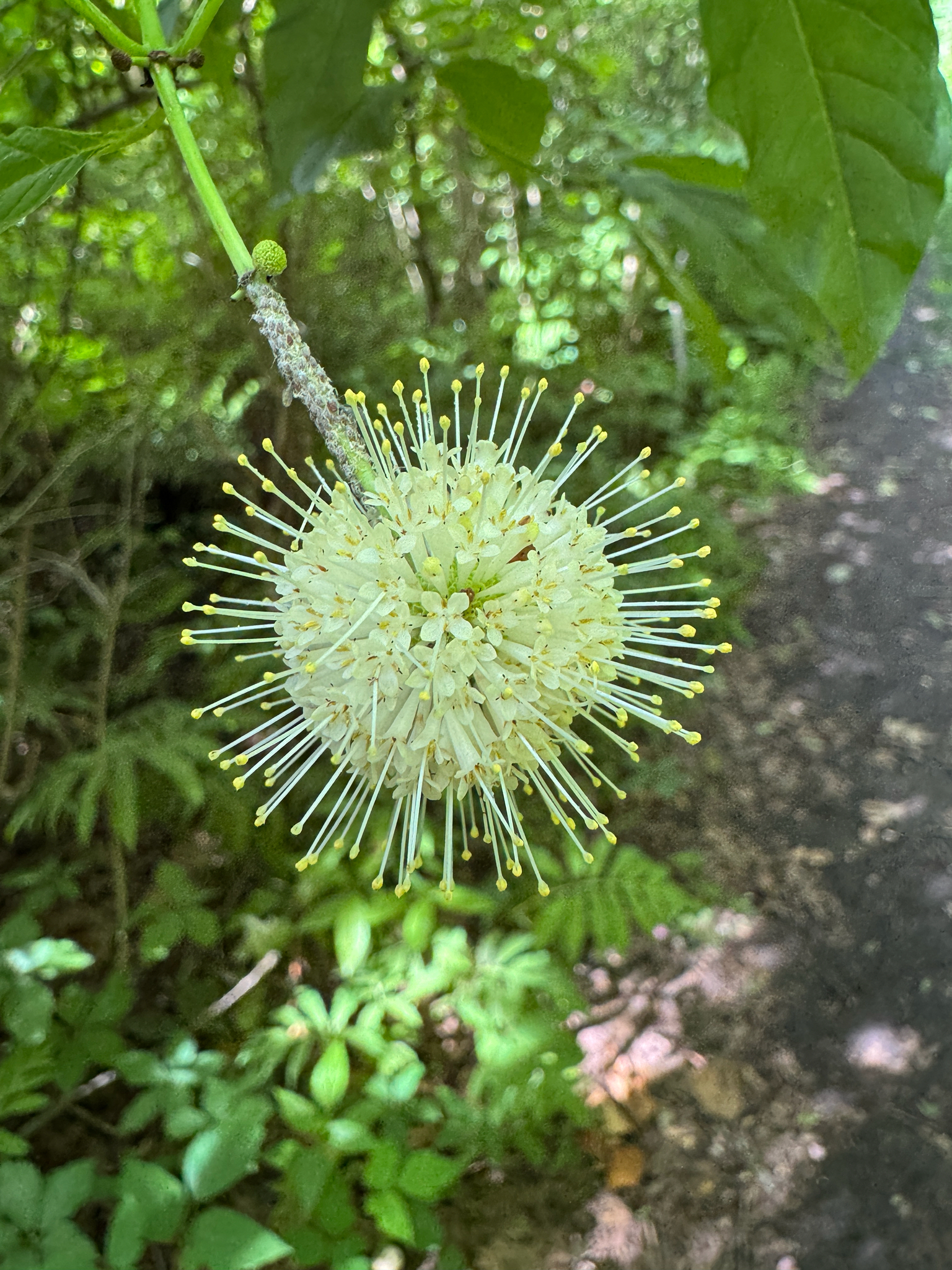 Cephalanthus occidentalis &mdash; buttonbush