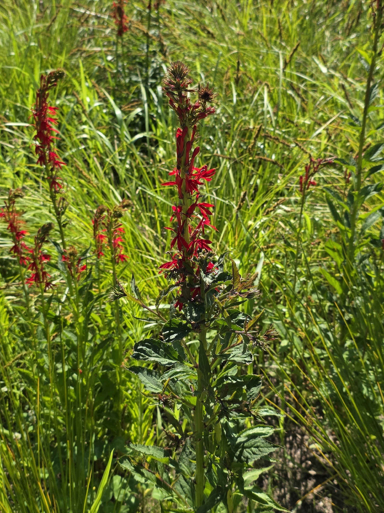 Lobelia cardinalis &mdash; cardinal flower