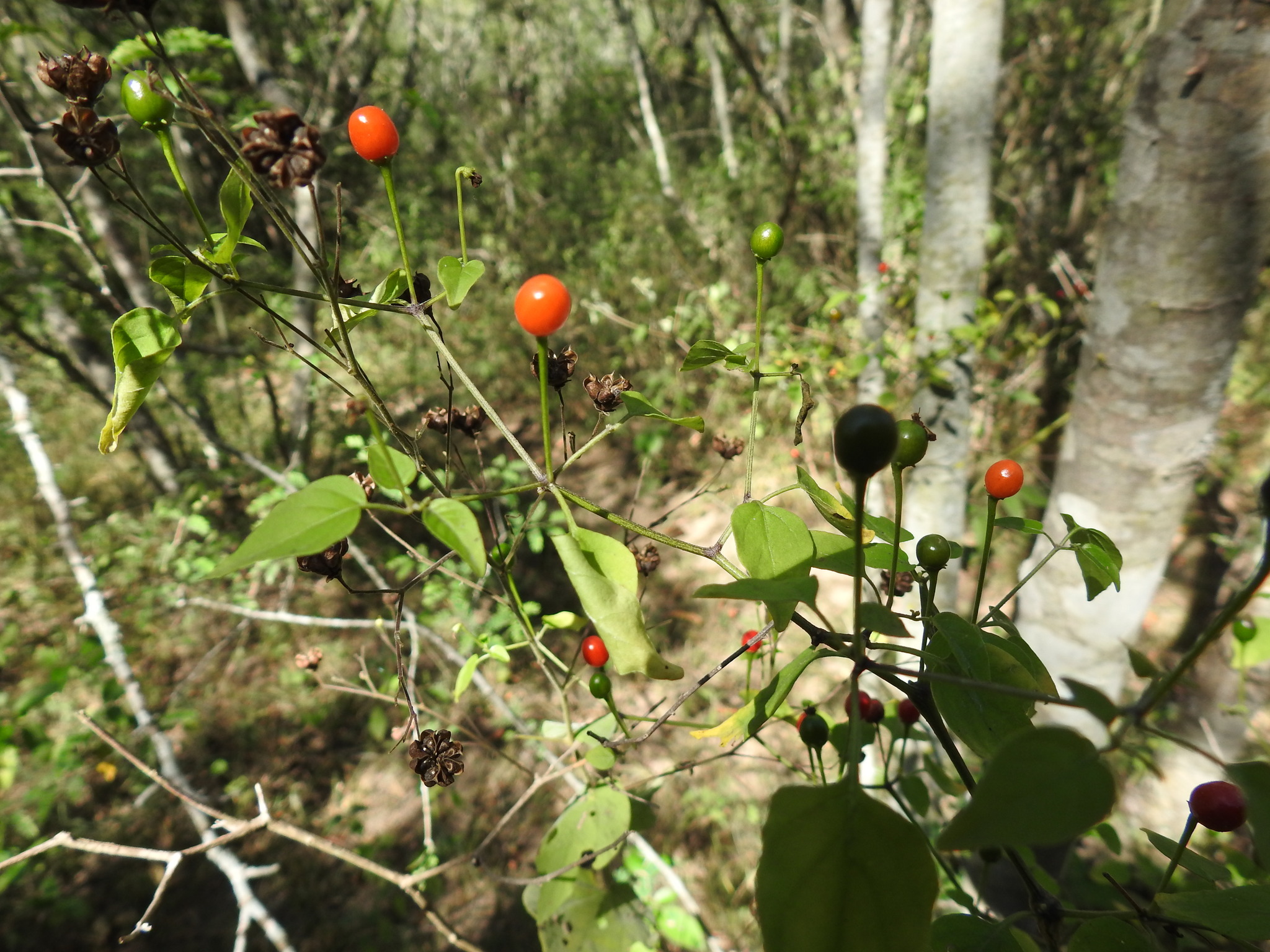 Capsicum annuum &mdash; Chile
