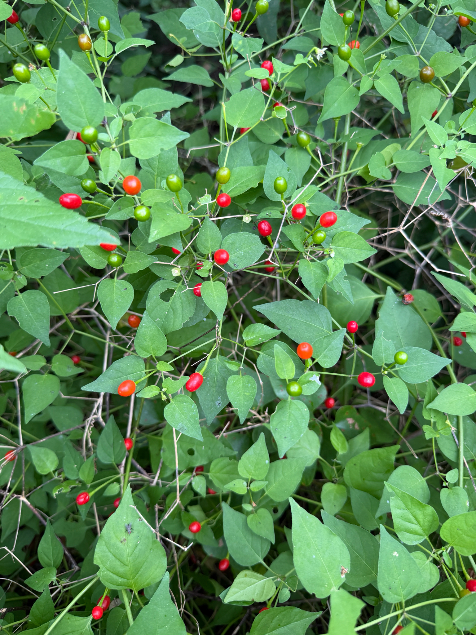 Capsicum annuum &mdash; chili pepper