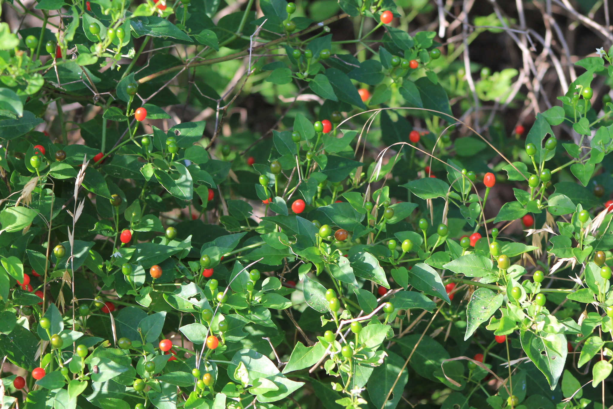 Capsicum annuum &mdash; chili pepper