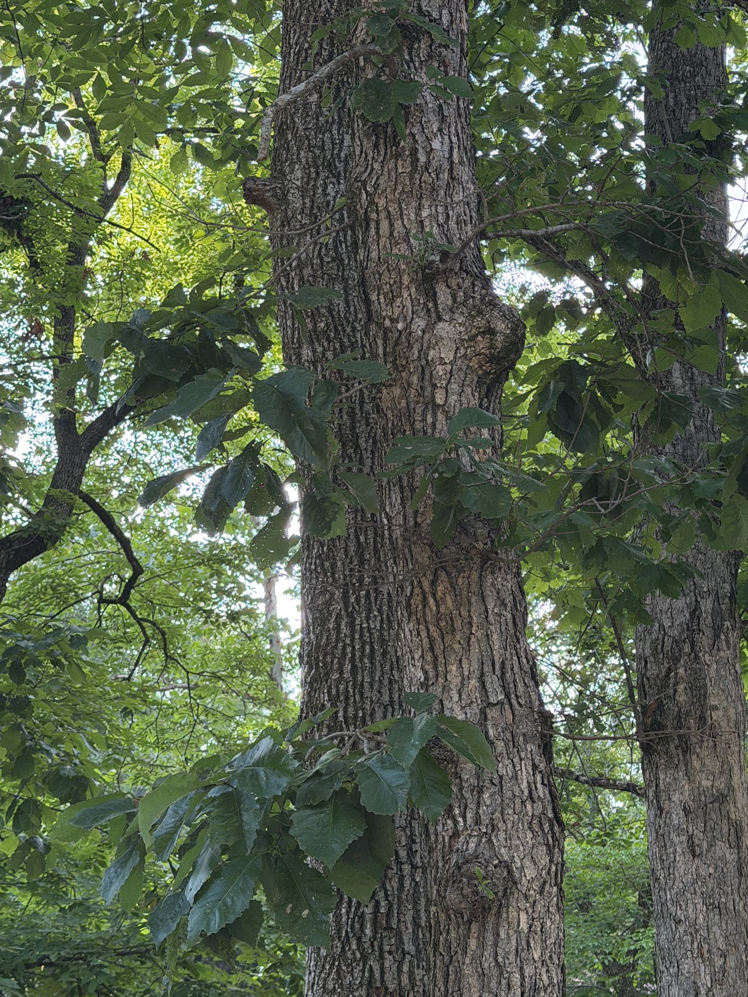 Quercus muehlenbergii &mdash; chinkapin oak