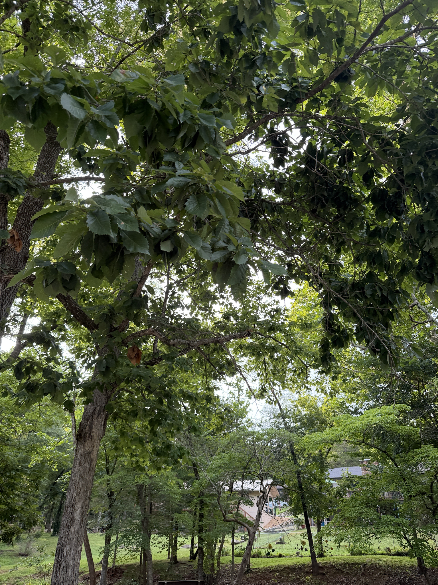 Quercus muehlenbergii &mdash; chinkapin oak