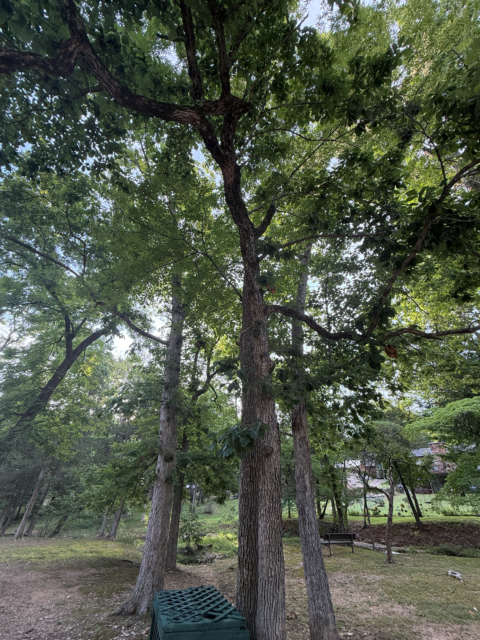 Quercus muehlenbergii &mdash; chinkapin oak