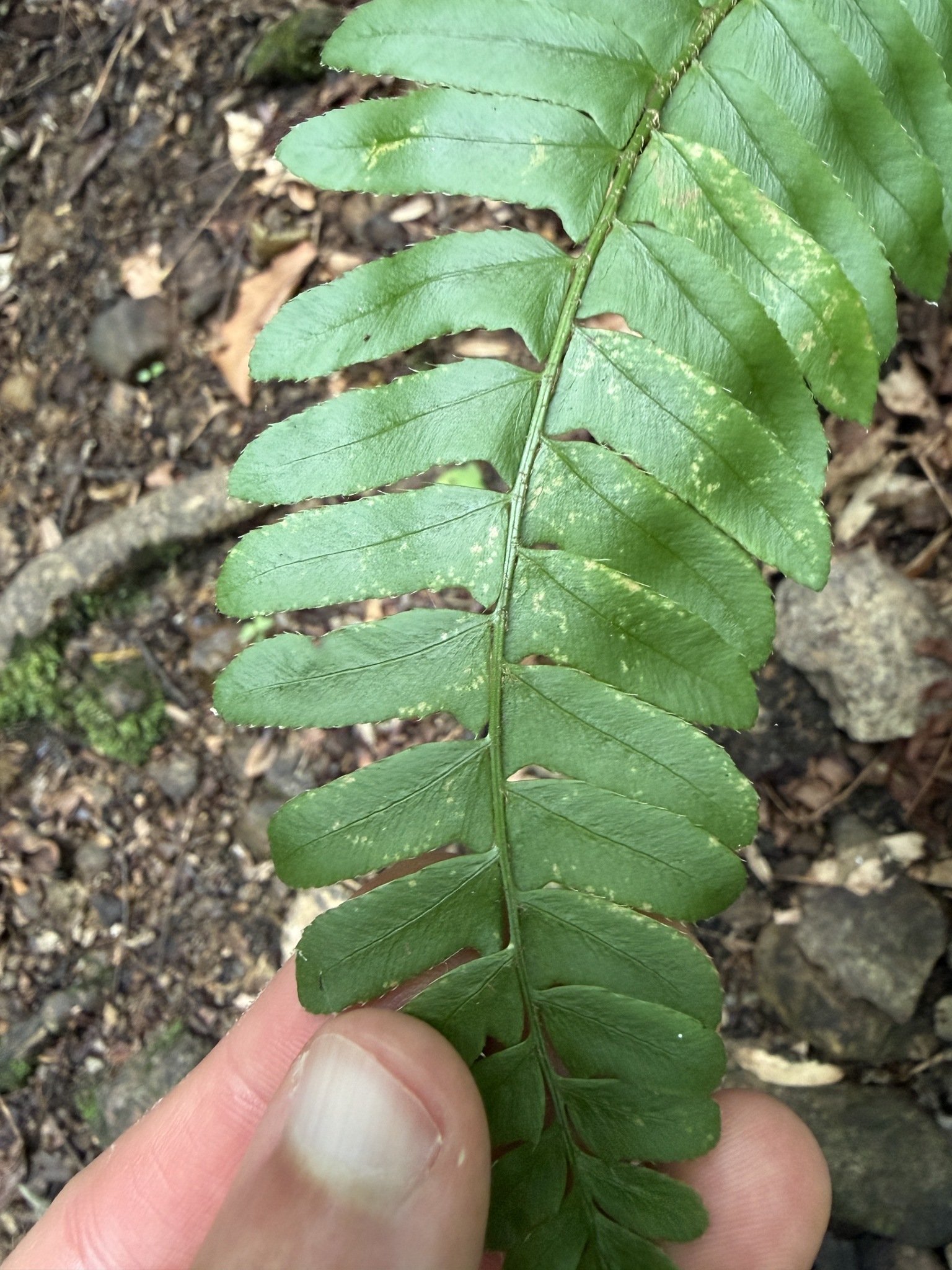 Polystichum acrostichoides — Christmas fern