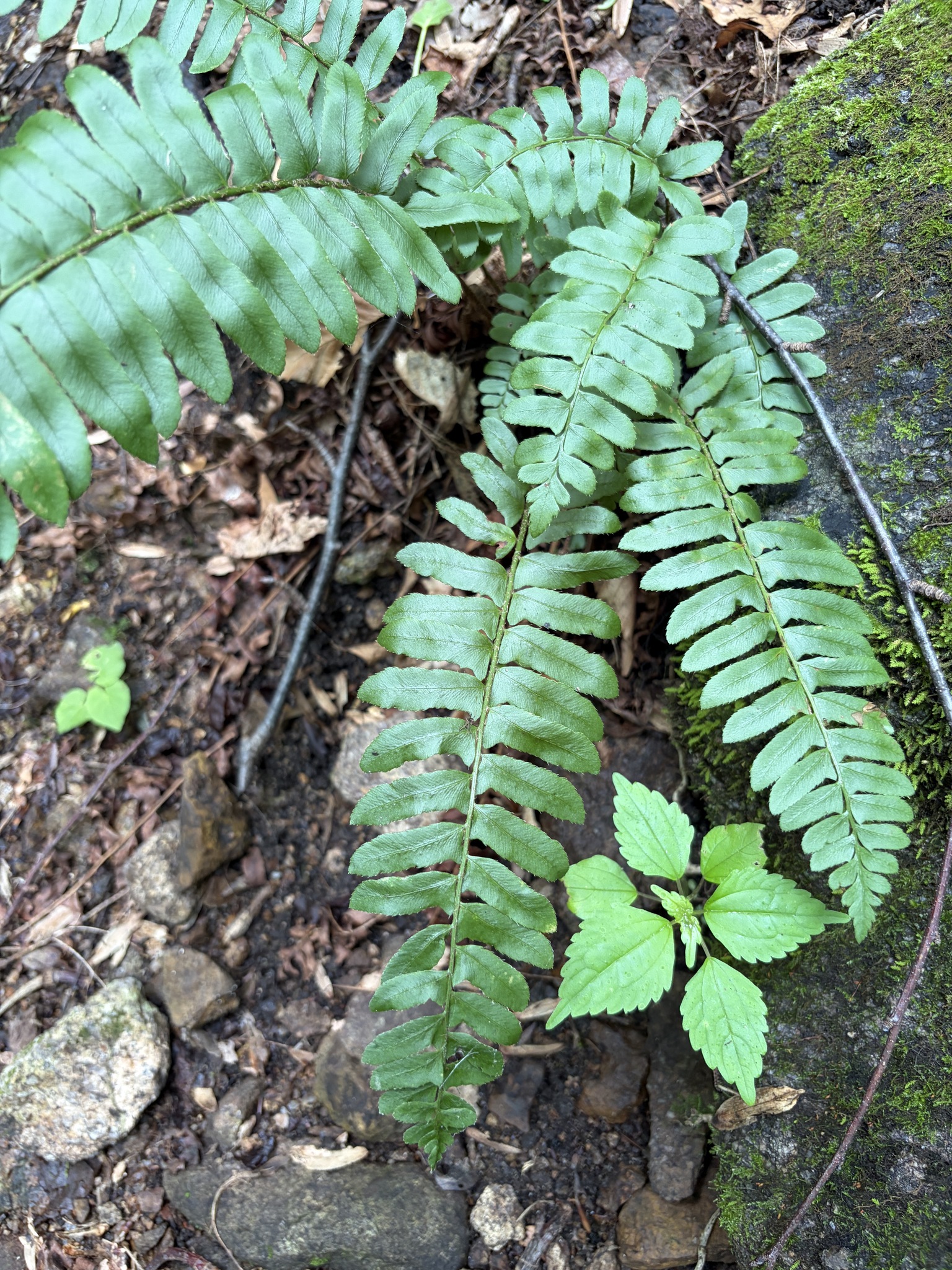 Polystichum acrostichoides — Christmas fern
