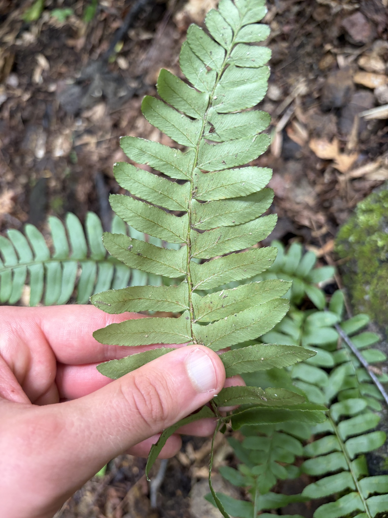 Polystichum acrostichoides — Christmas fern