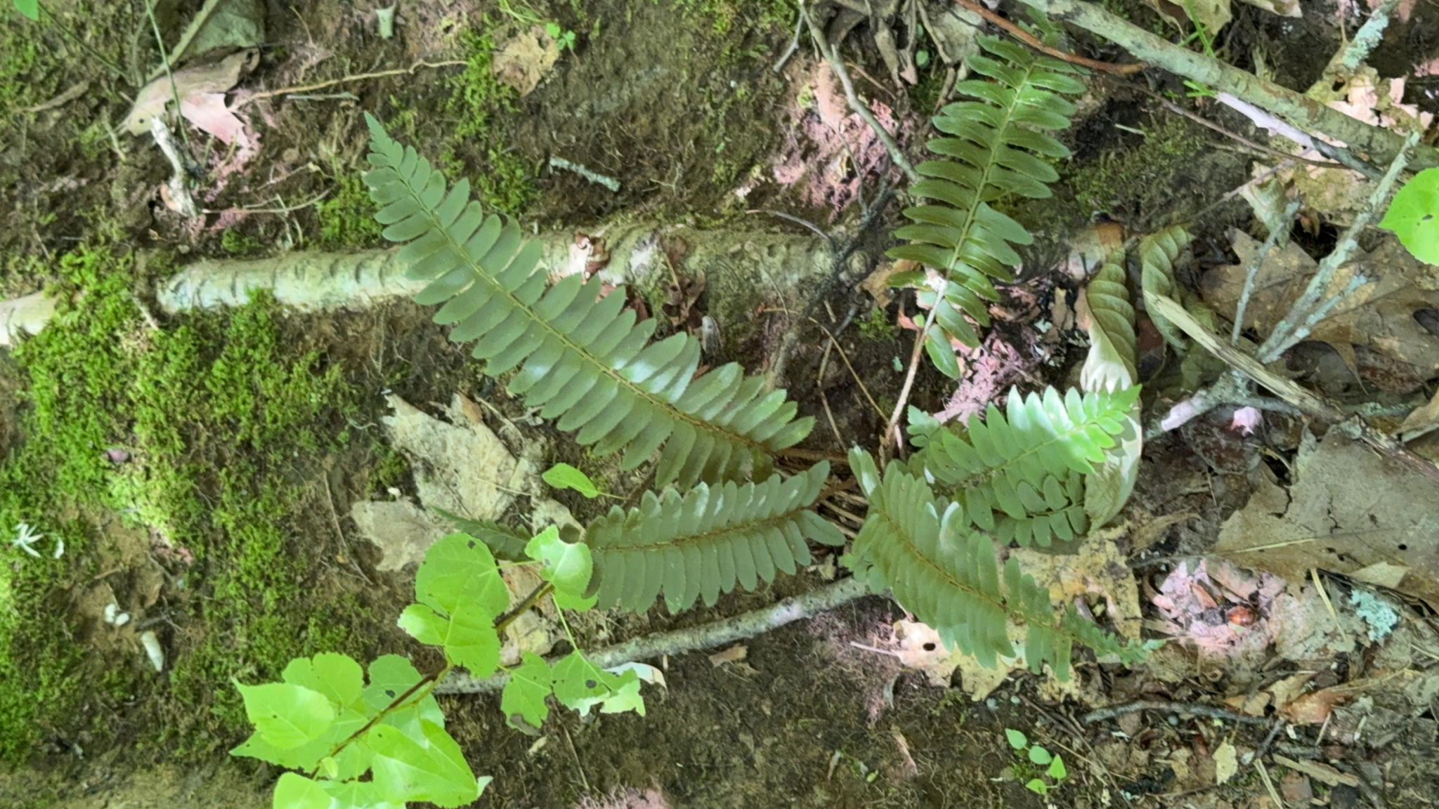 Polystichum acrostichoides — Christmas fern