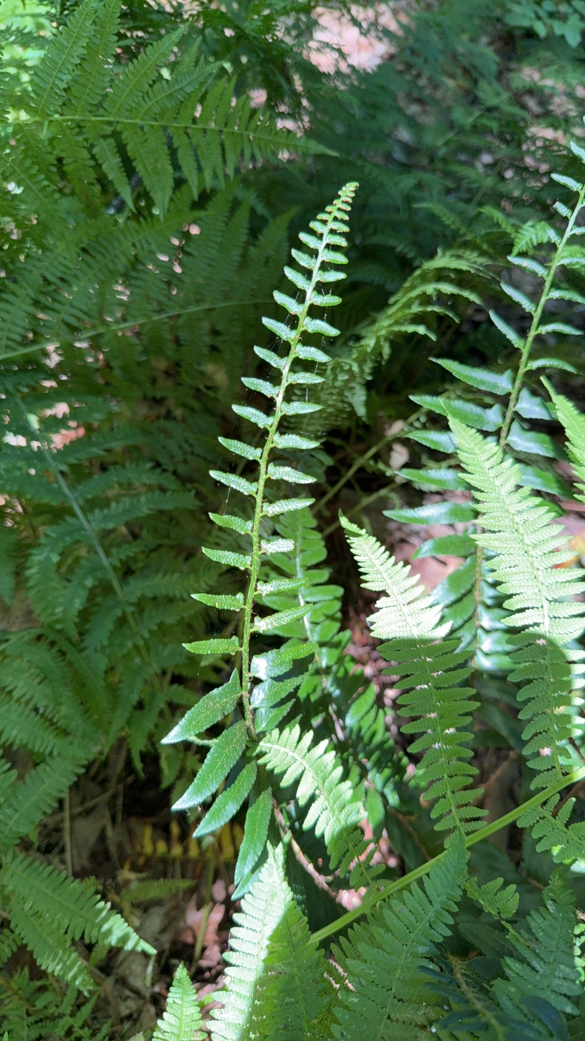 Polystichum acrostichoides — Christmas fern