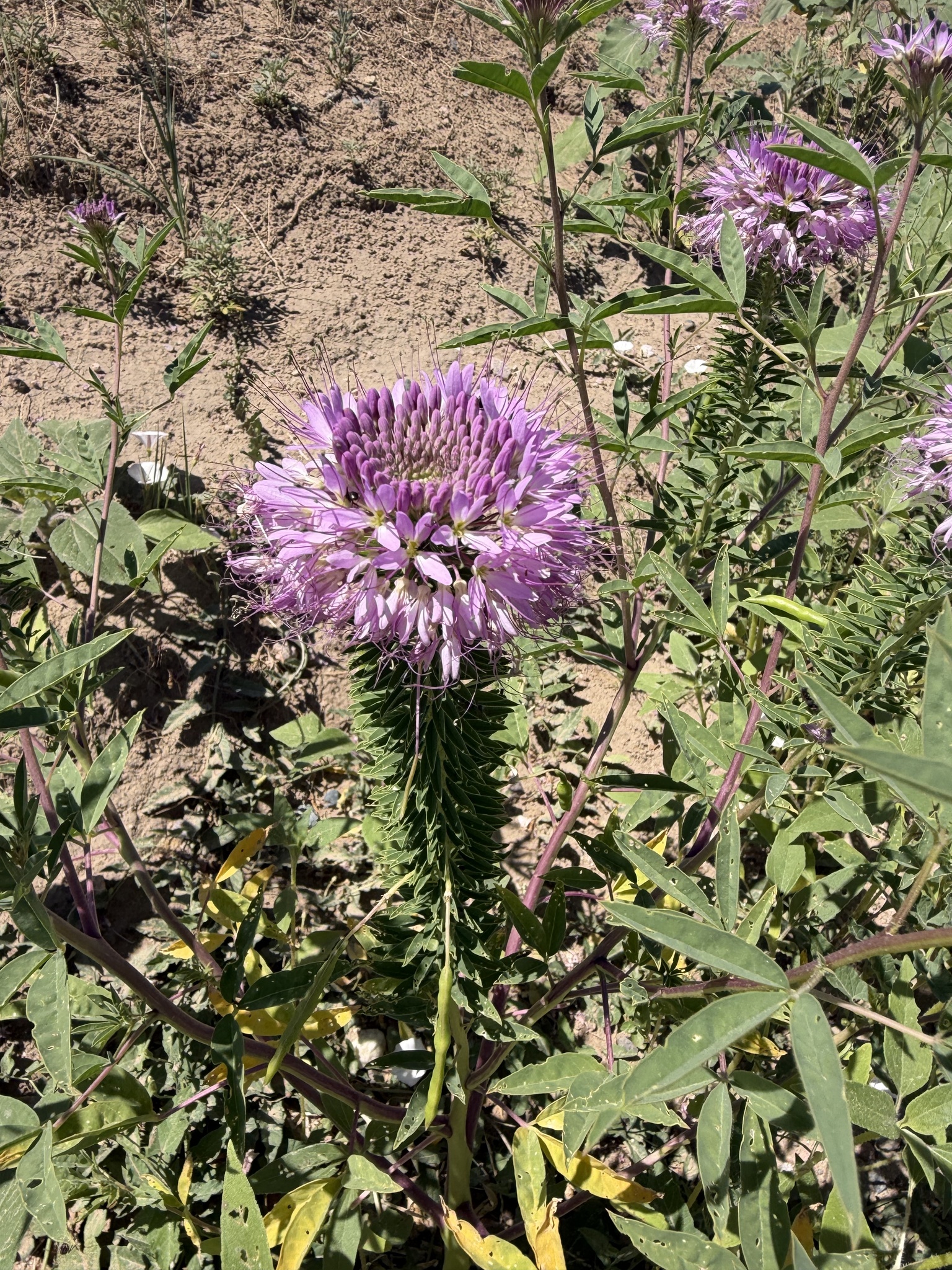 Cleome serrulata — Rocky Mountain Beeplant
