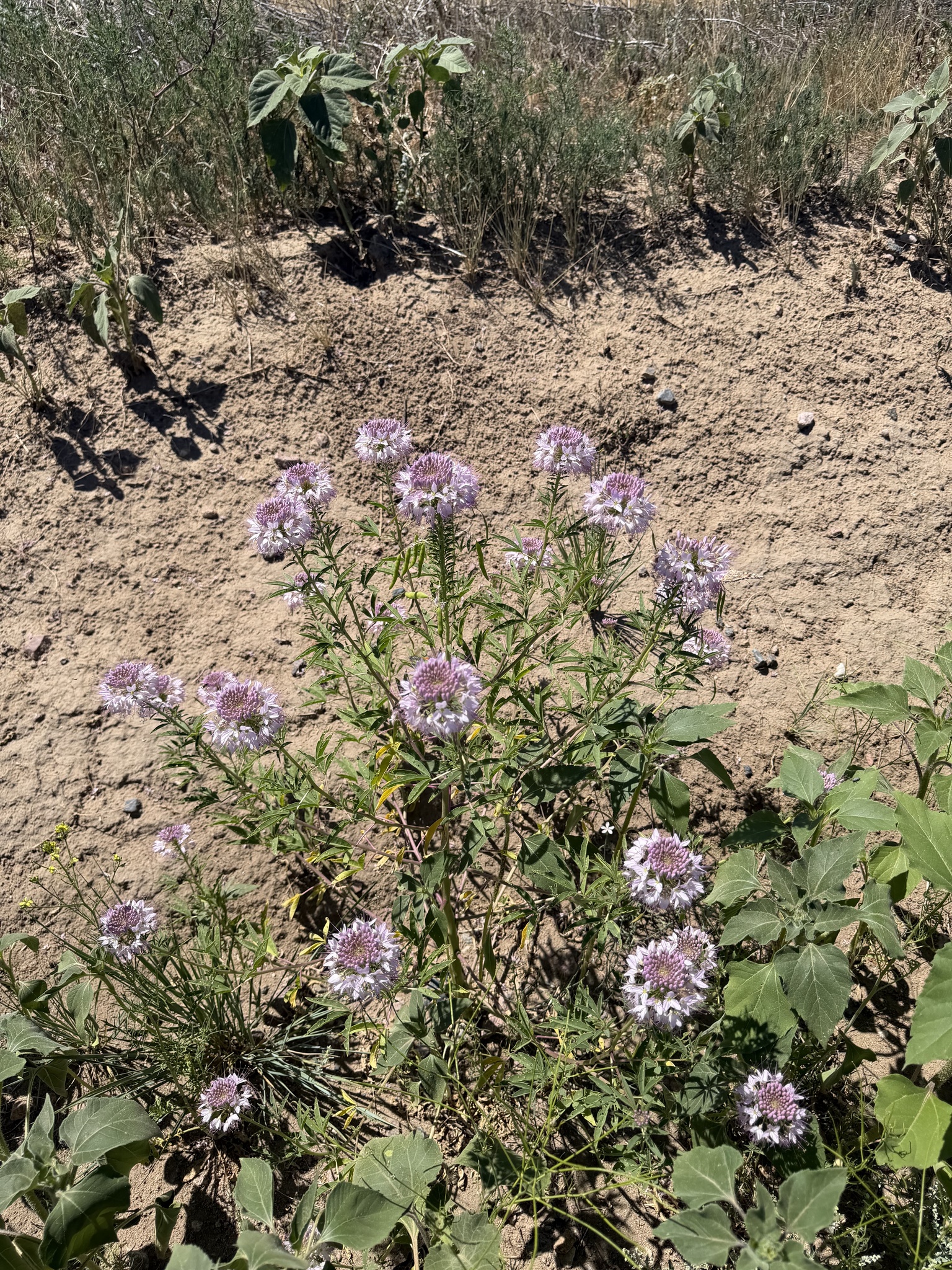 Cleome serrulata — Rocky Mountain Beeplant