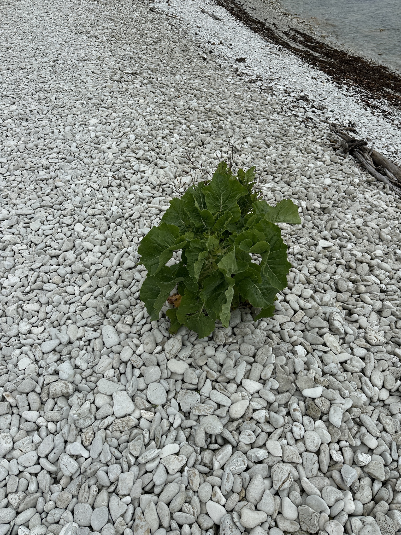 Brassica oleracea — cabbage, broccoli, and allies