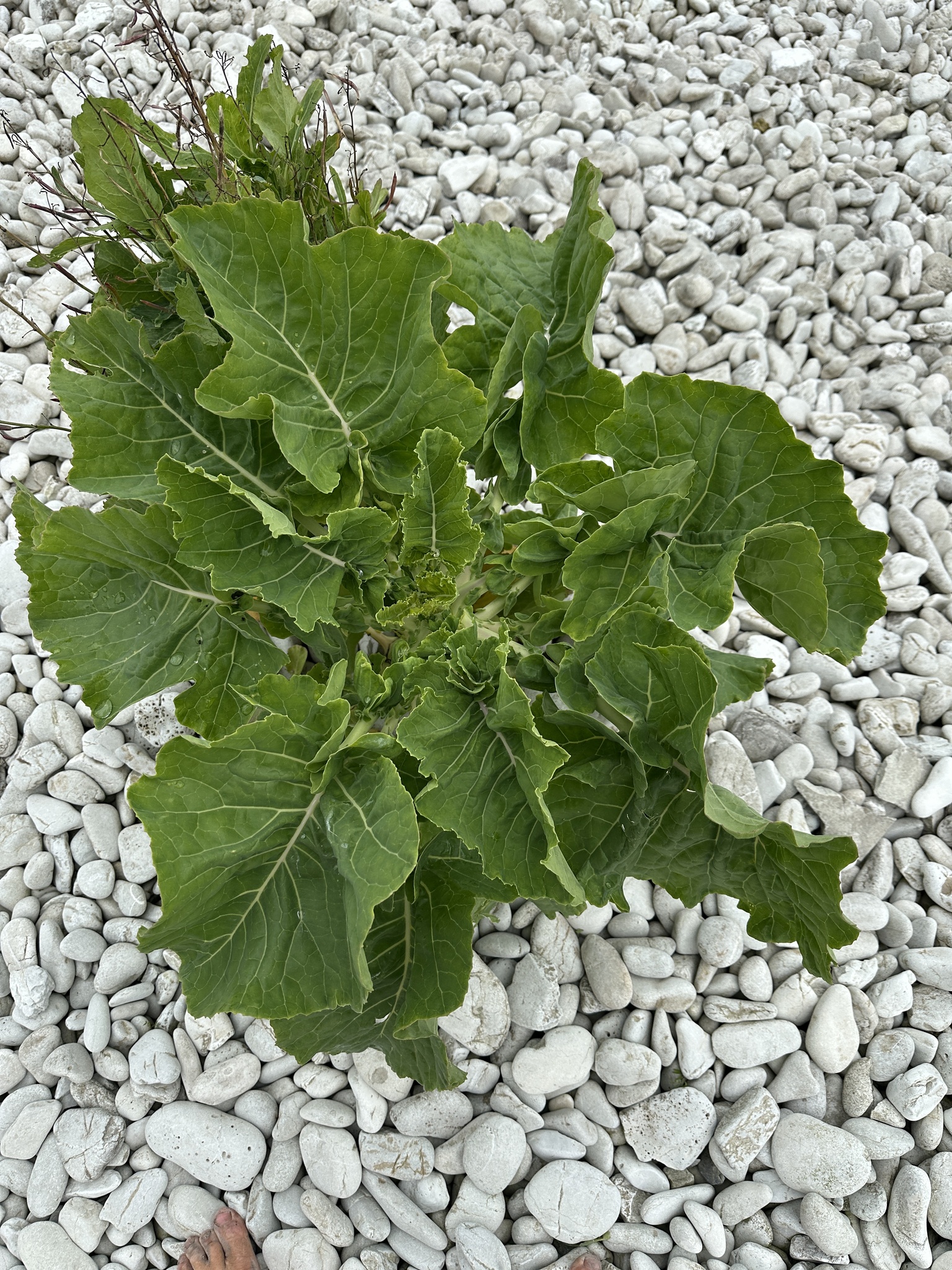 Brassica oleracea — cabbage, broccoli, and allies