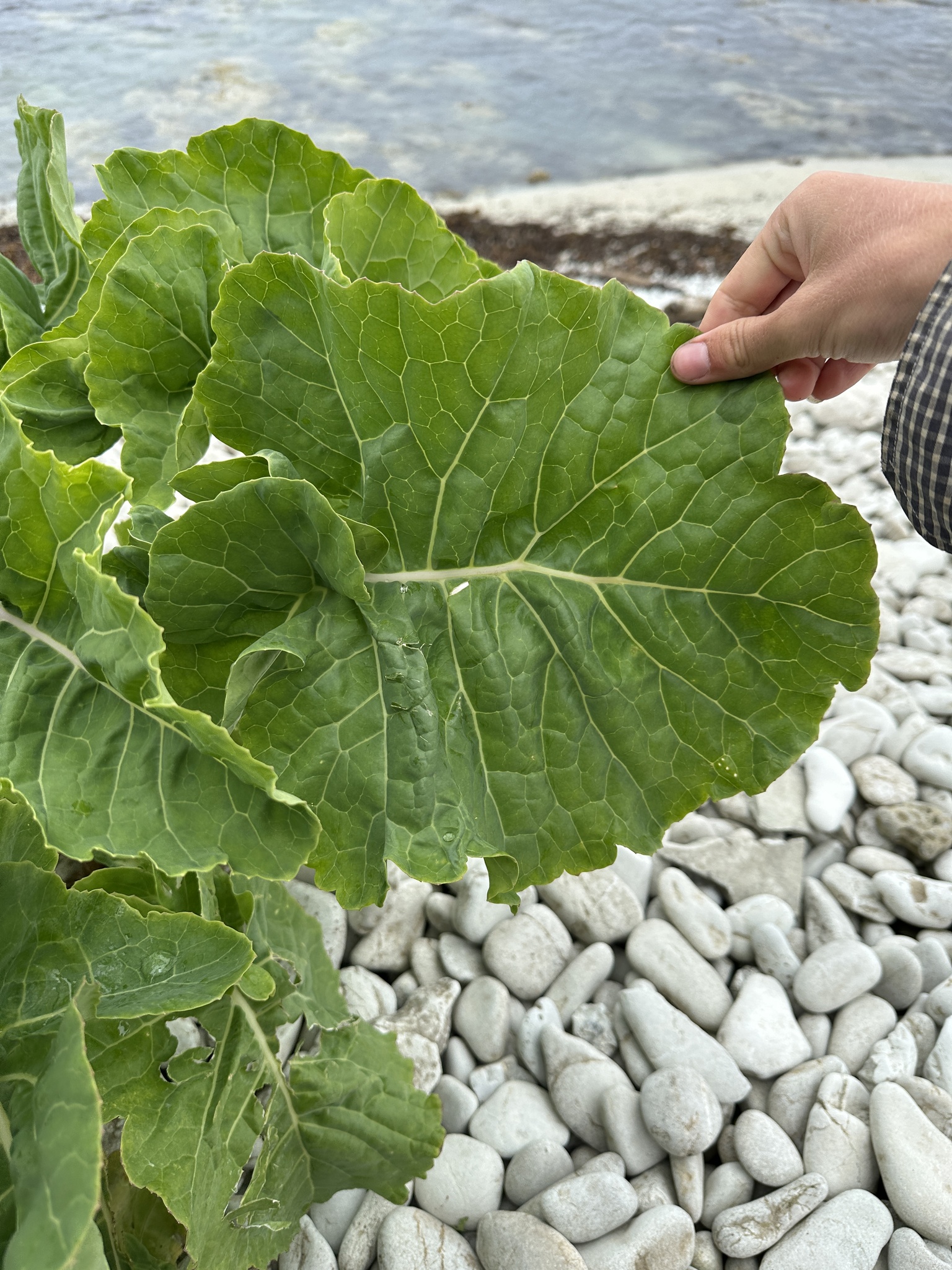 Brassica oleracea — cabbage, broccoli, and allies