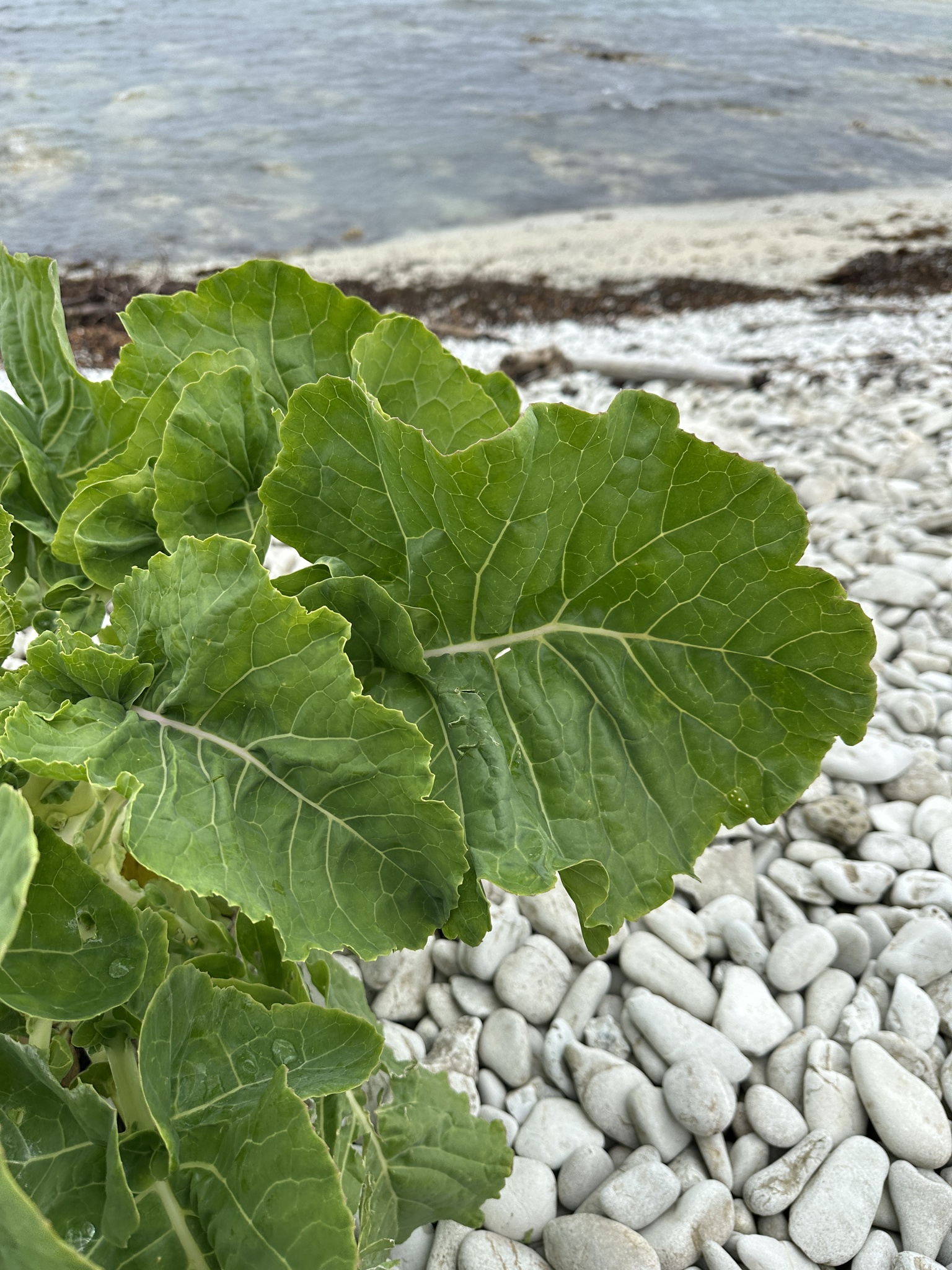 Brassica oleracea — cabbage, broccoli, and allies