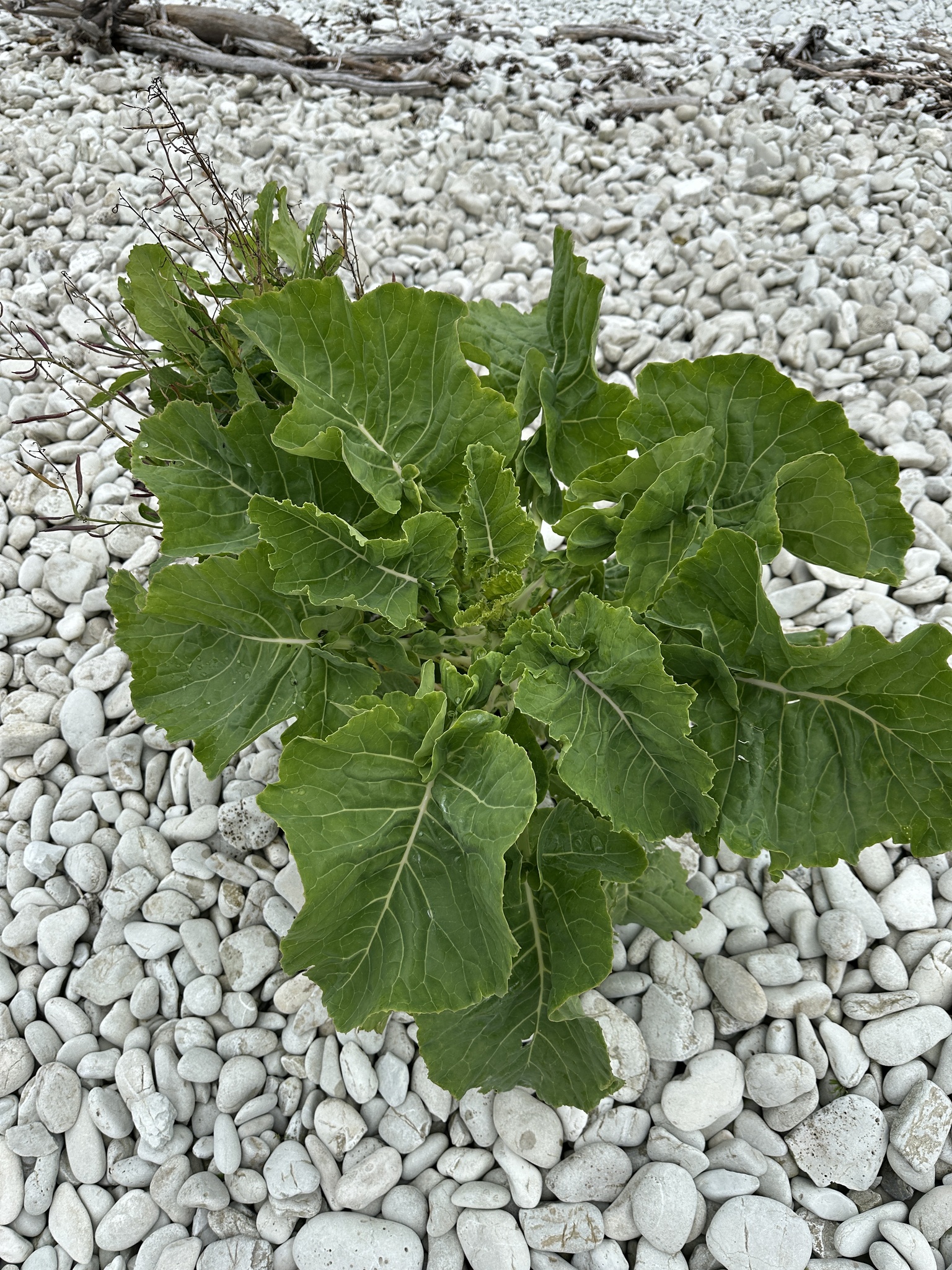 Brassica oleracea — cabbage, broccoli, and allies