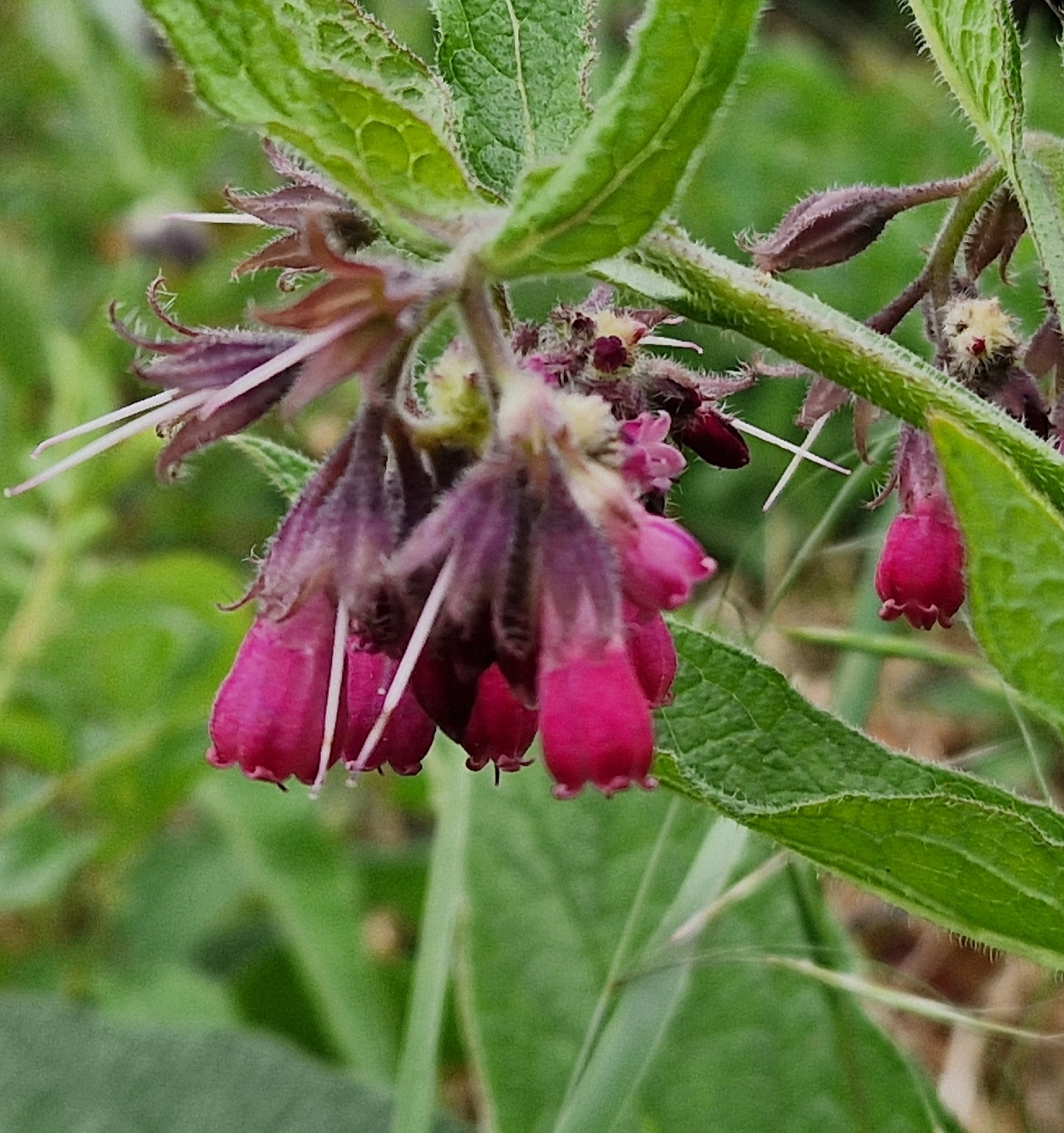 Symphytum officinale — kostival lékařský