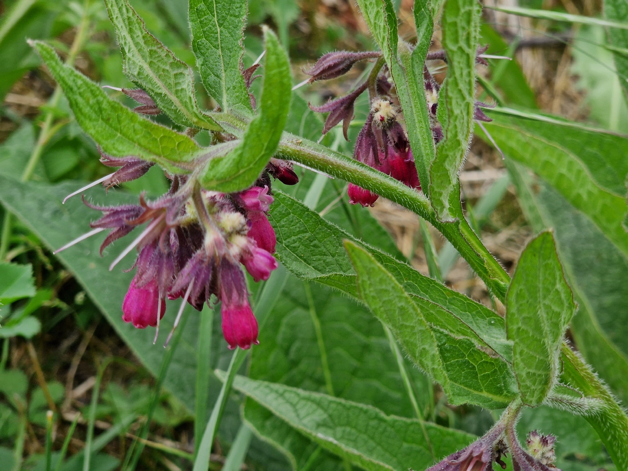 Symphytum officinale — kostival lékařský