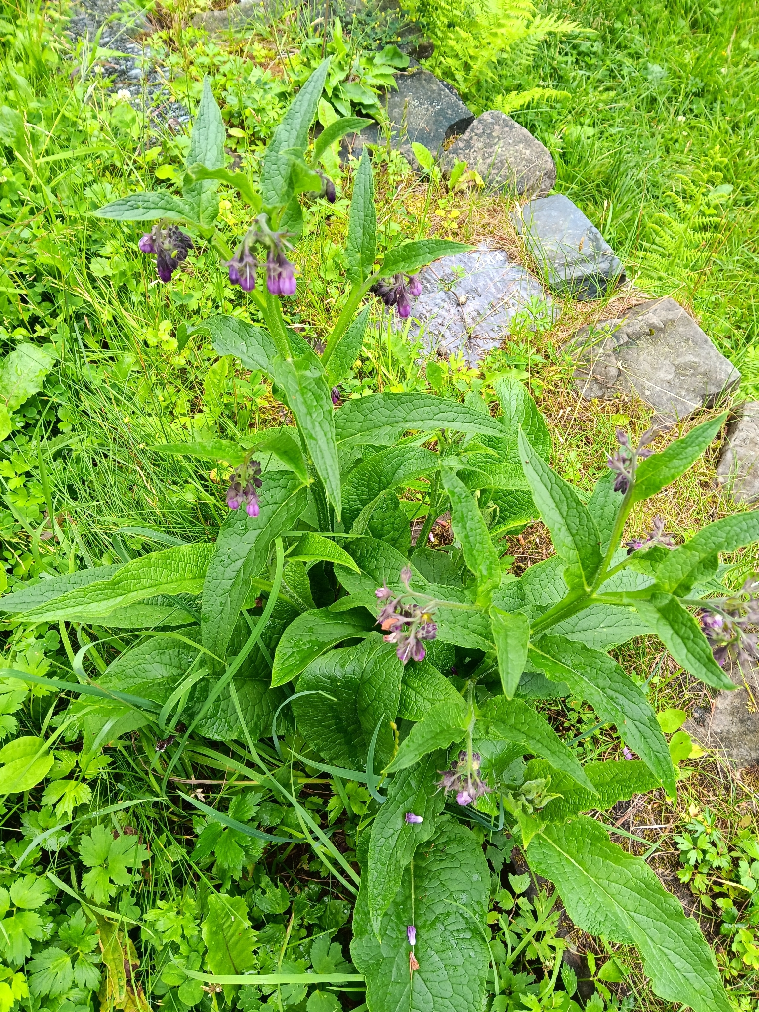 Symphytum officinale — kostival lékařský