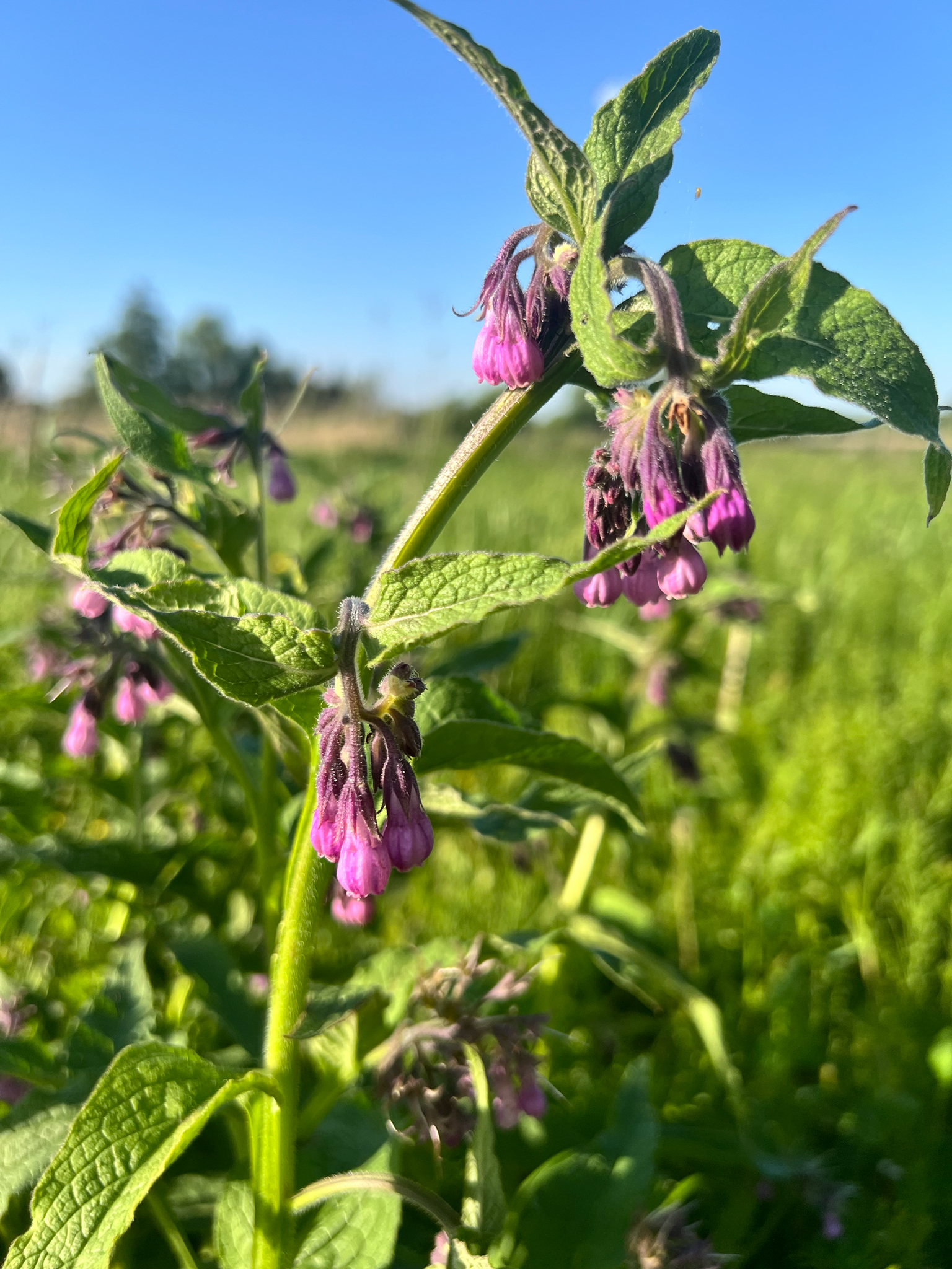 Symphytum officinale — Живокіст лікарський