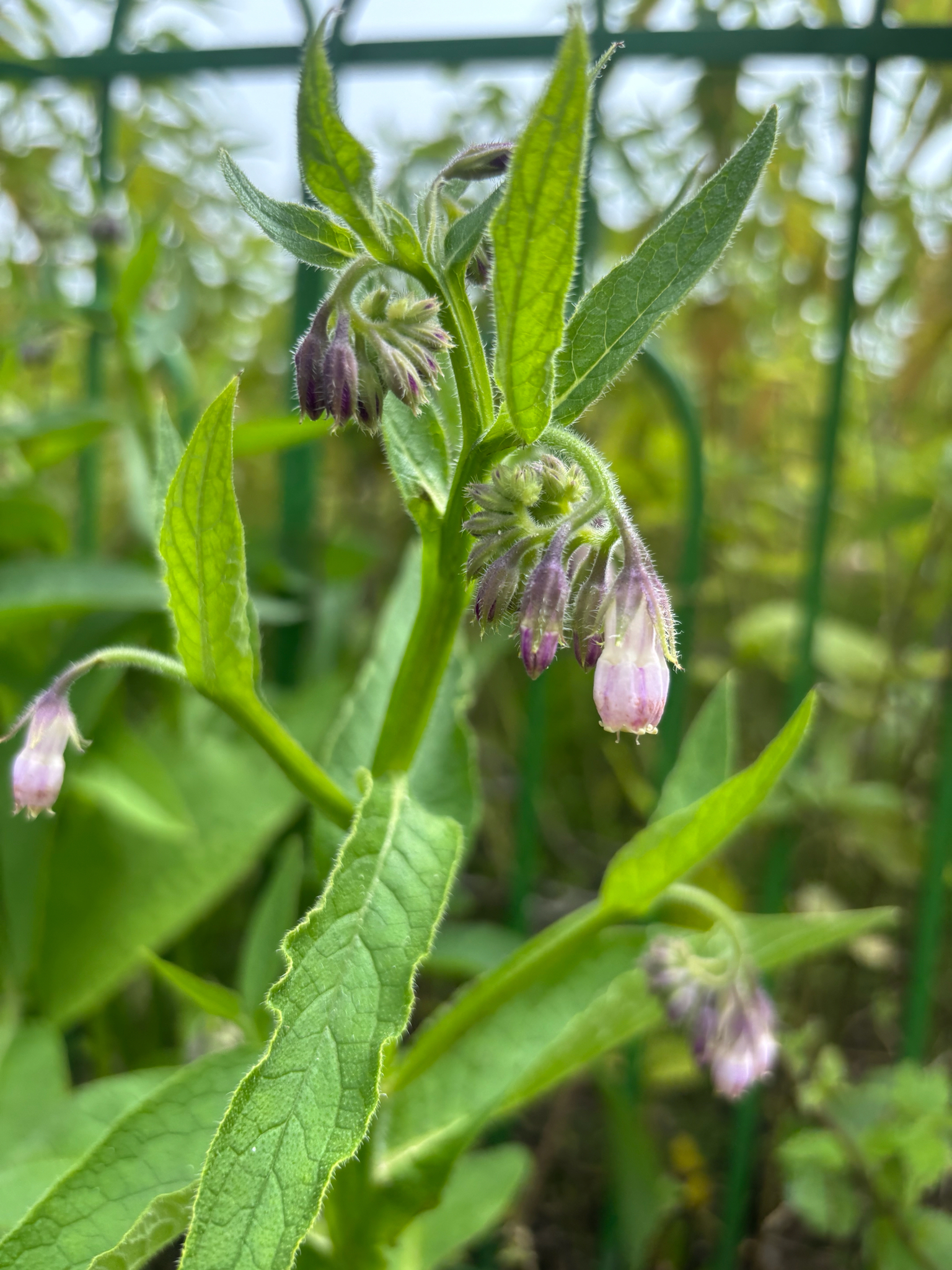 Symphytum officinale — żywokost lekarski