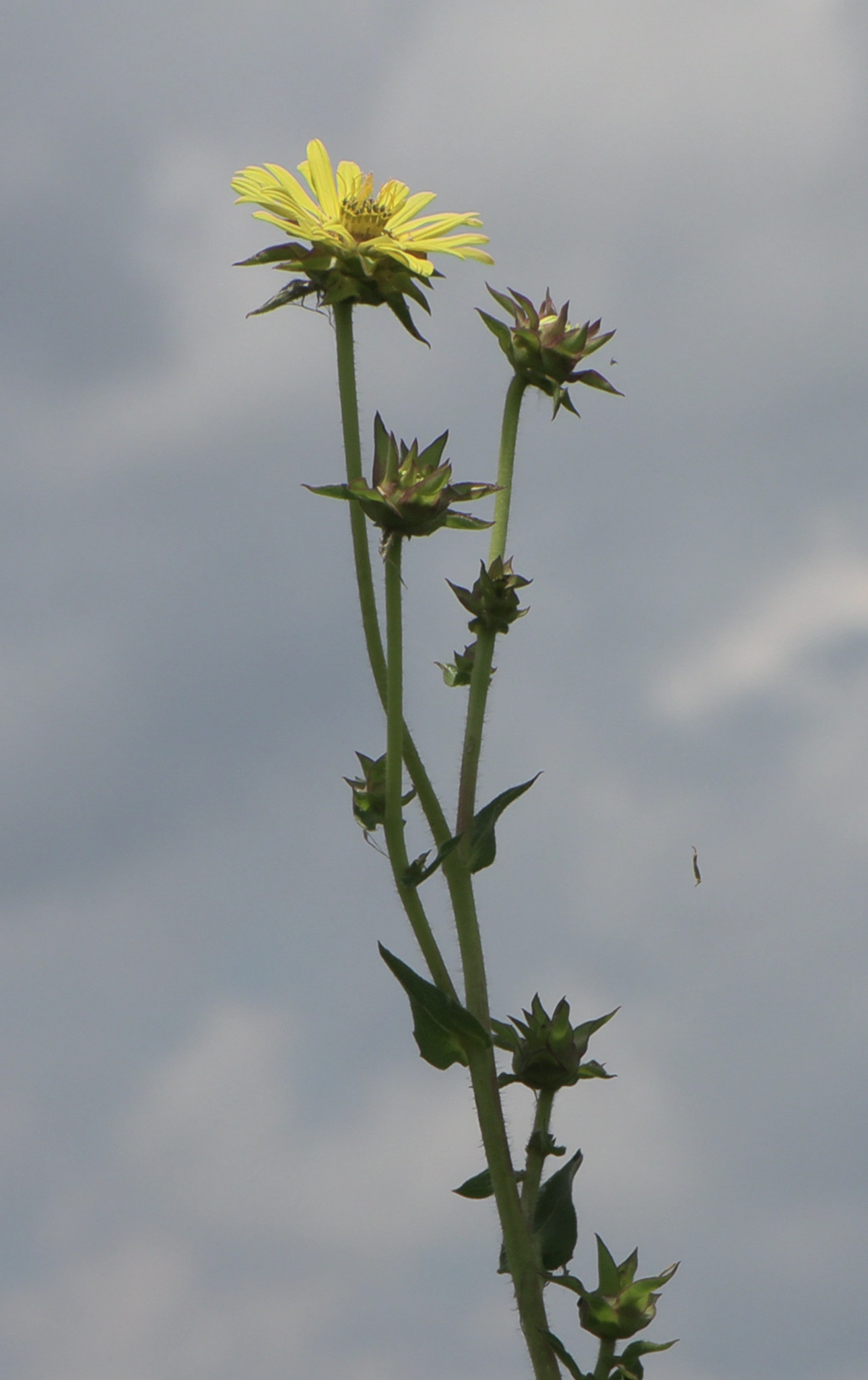 Silphium laciniatum &mdash; compass plant