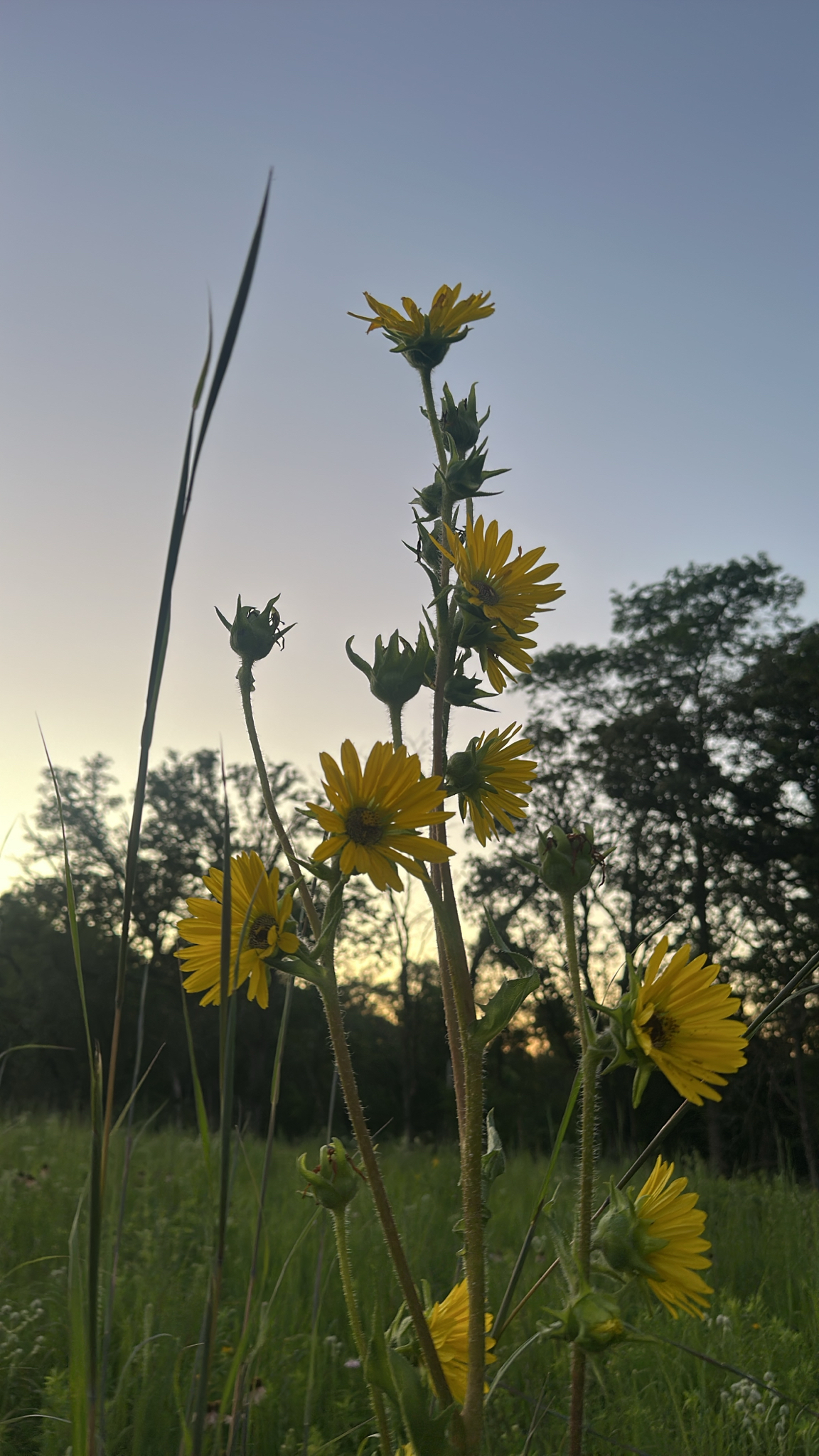 Silphium laciniatum &mdash; compass plant