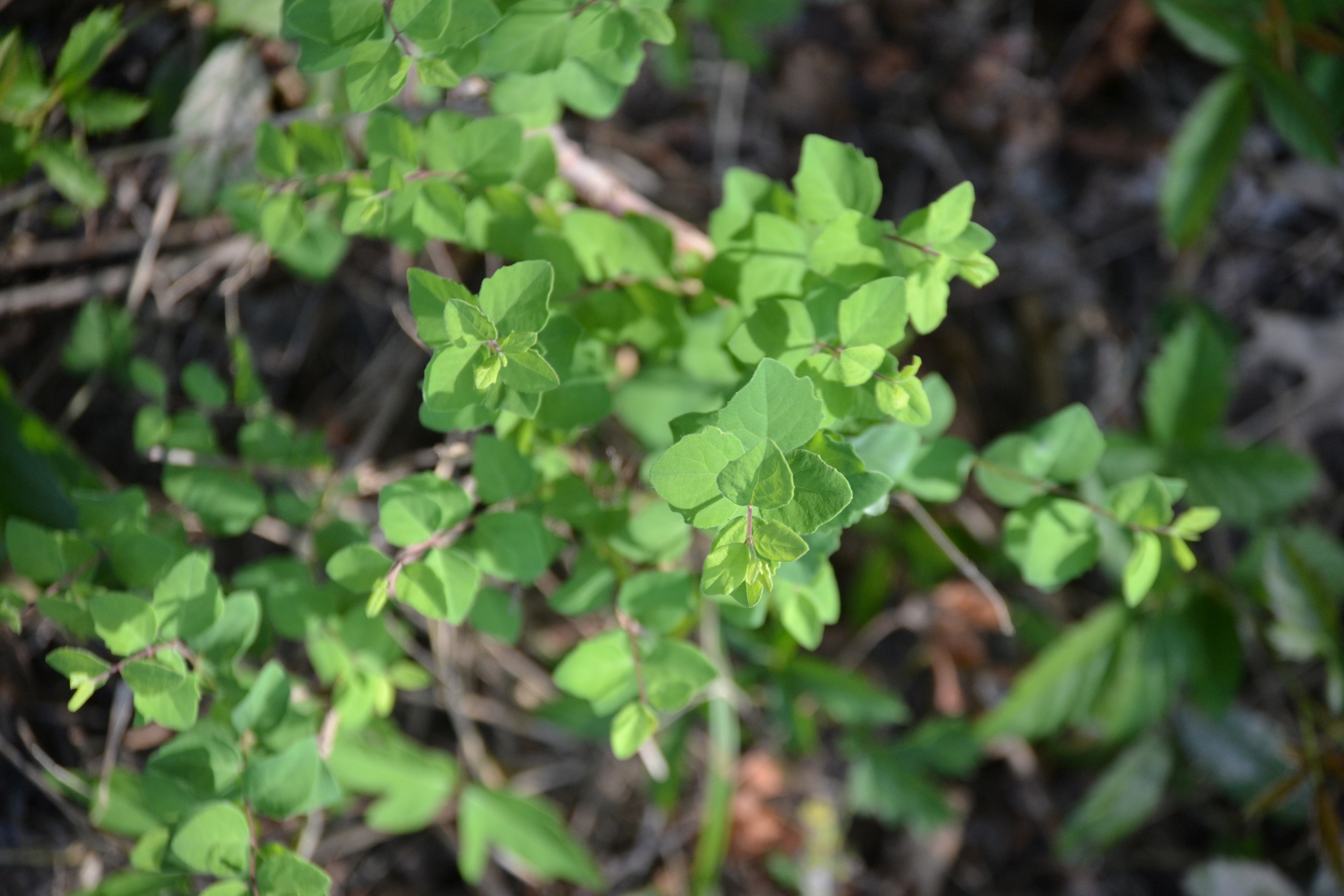 Symphoricarpos orbiculatus &mdash; coralberry