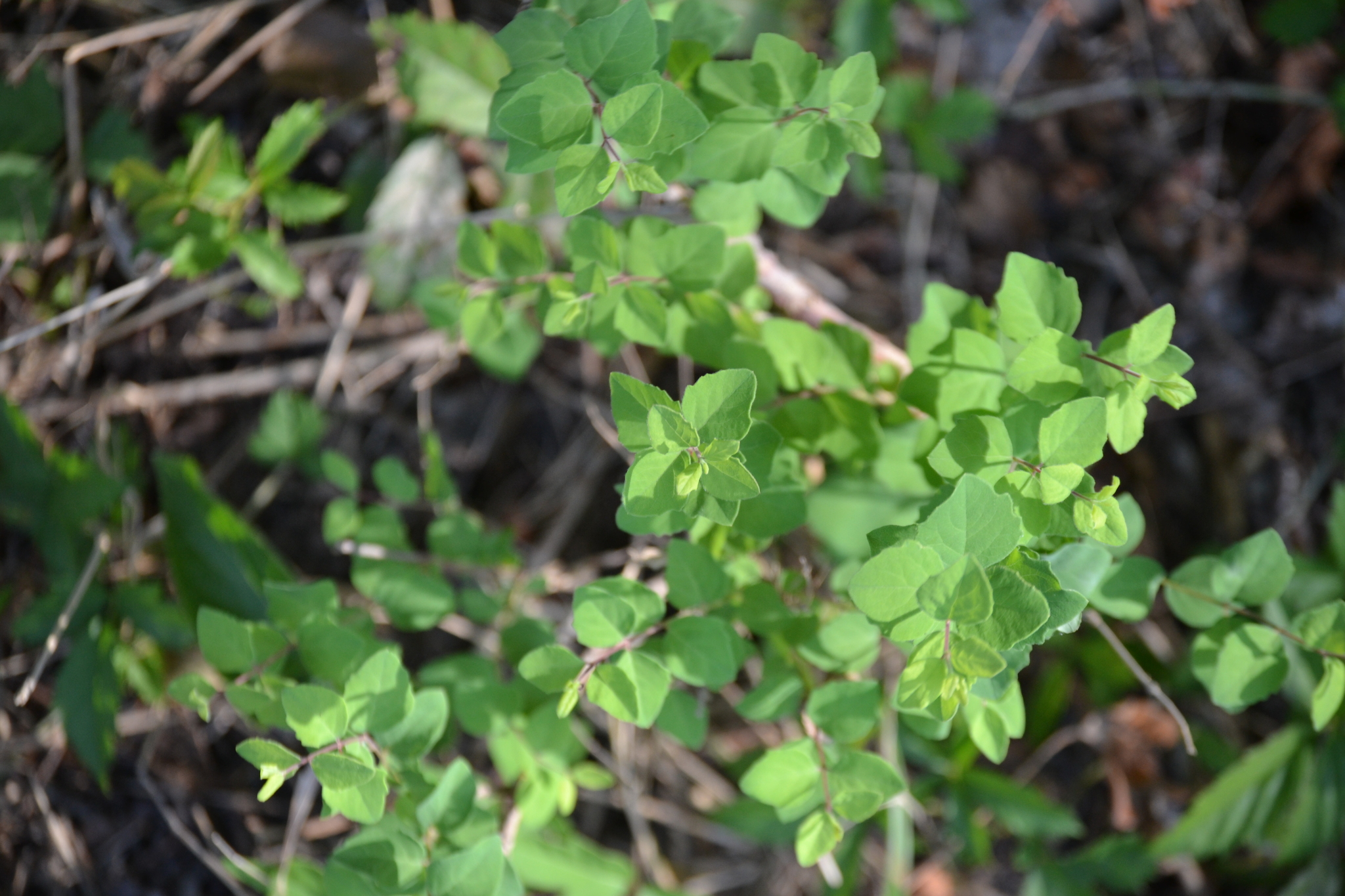 Symphoricarpos orbiculatus &mdash; coralberry