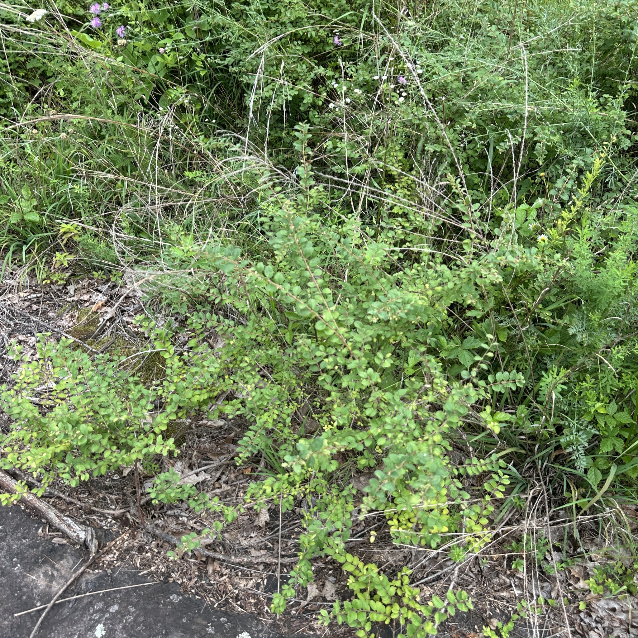 Symphoricarpos orbiculatus &mdash; coralberry