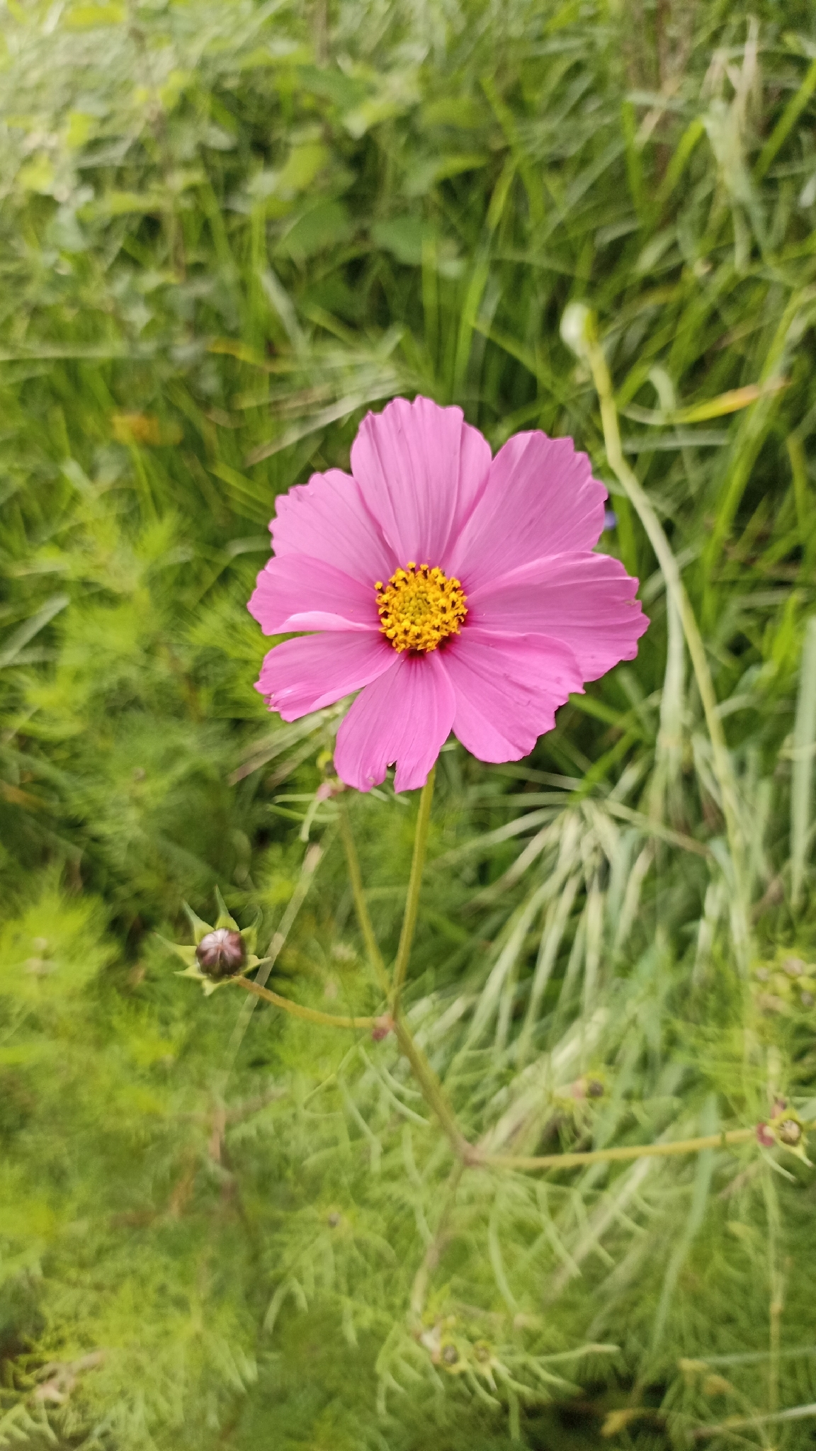 Cosmos bipinnatus — Girasol morado