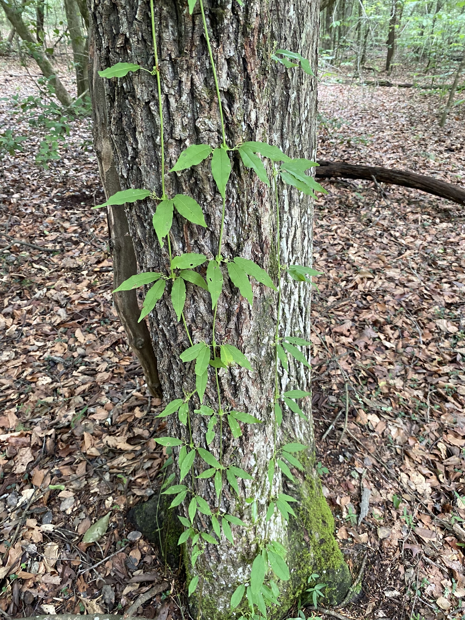Bignonia capreolata &mdash; cross vine