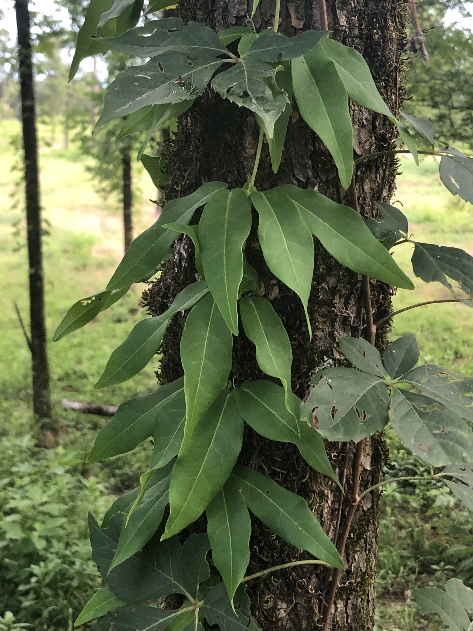 Bignonia capreolata &mdash; cross vine