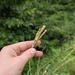 Tripsacum dactyloides — natural habitat