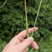 Tripsacum dactyloides — habit