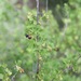 Ribes odoratum — habit