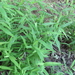 Chasmanthium latifolium — flower & foliage