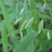 Chasmanthium latifolium — natural habitat