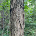 Gymnocladus dioicus — flower & foliage