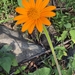 Tithonia rotundifolia — flower & foliage