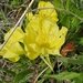 Oenothera macrocarpa — flower & foliage