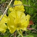 Oenothera macrocarpa — habit
