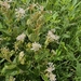 Ceanothus americanus — field view