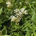 Ceanothus americanus — close-up detail