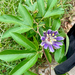 Passiflora incarnata — natural habitat