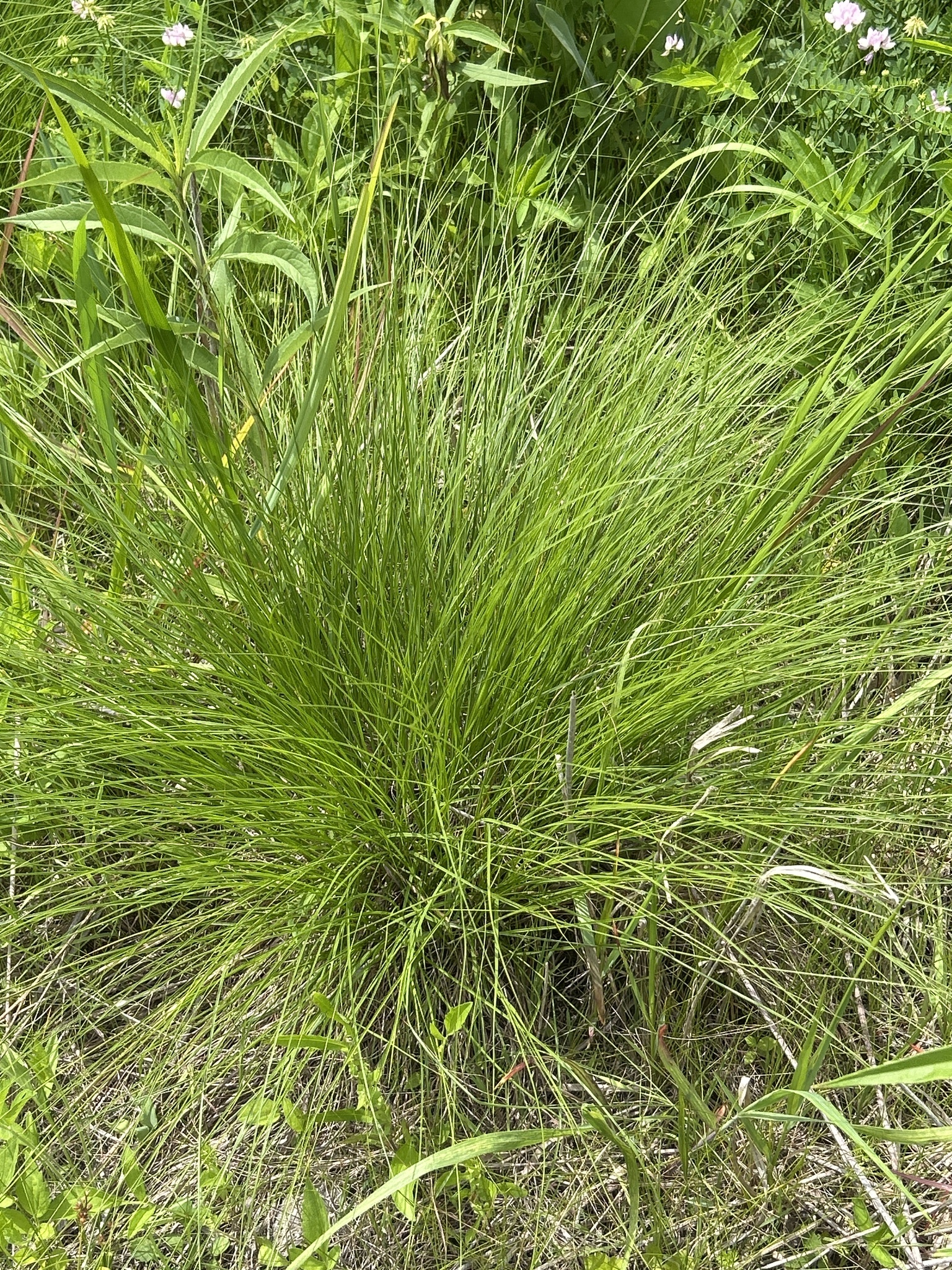 Sporobolus heterolepis — habit