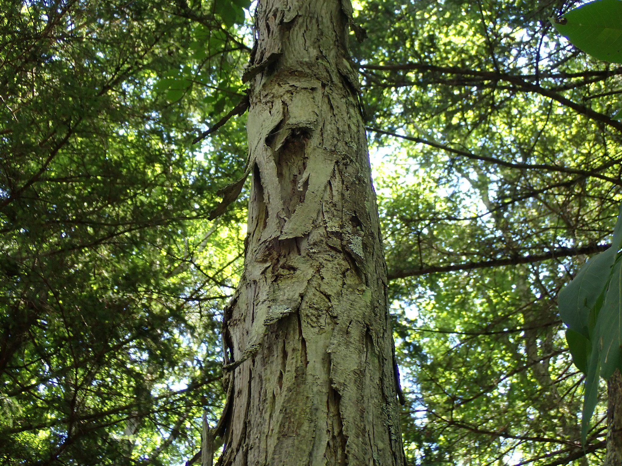 Carya ovata — habit