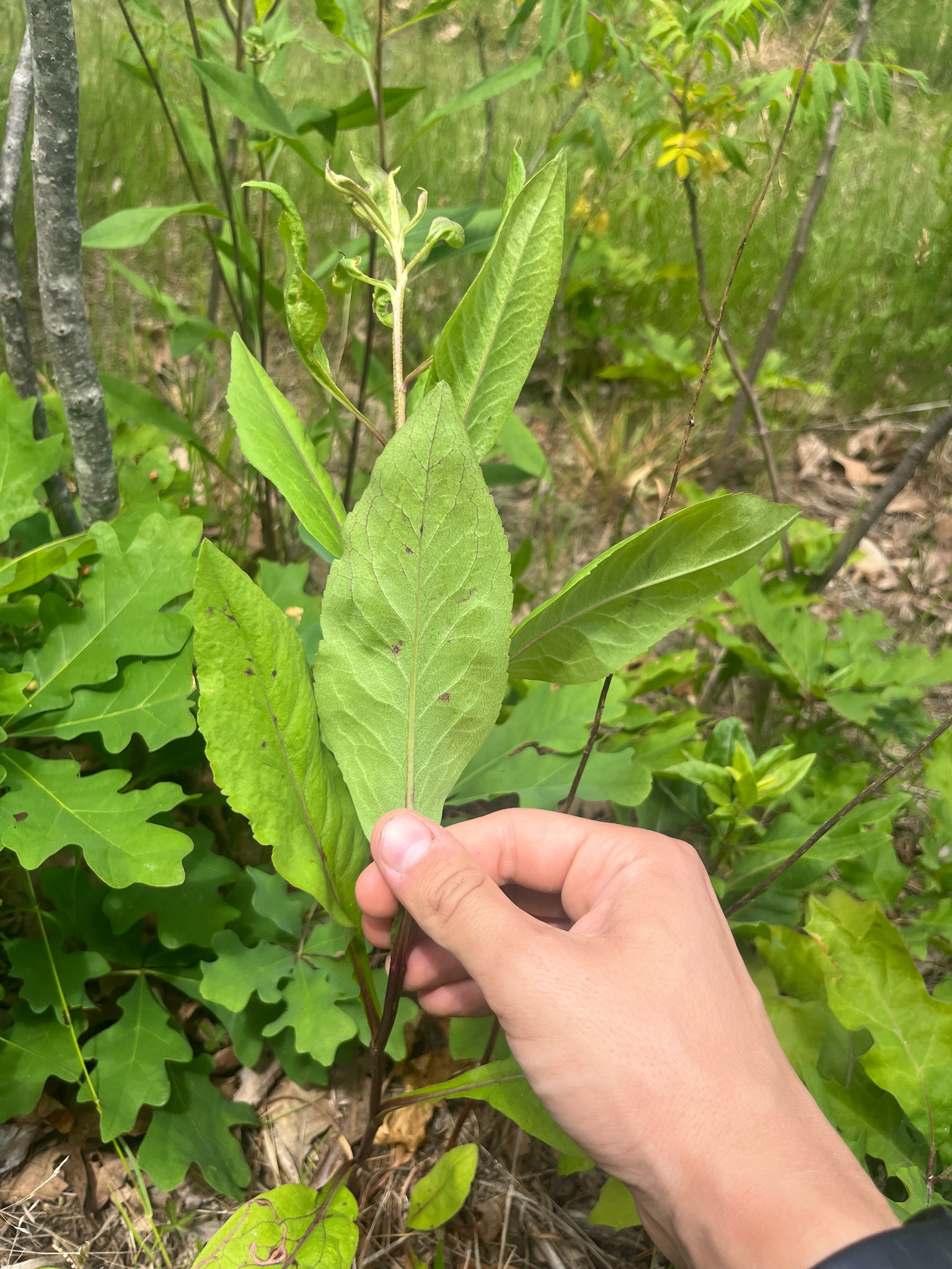 Solidago speciosa — habit