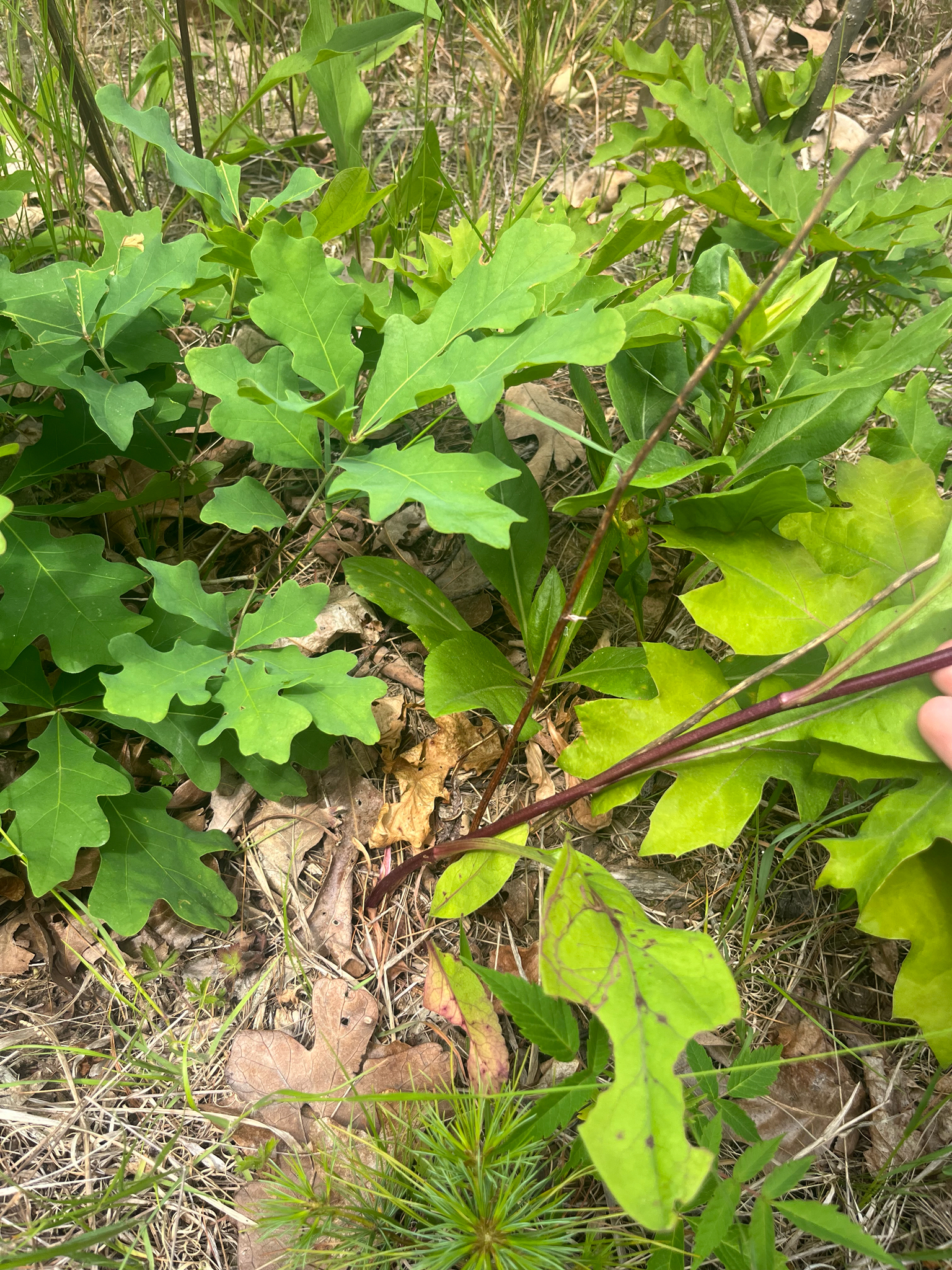 Solidago speciosa — habit