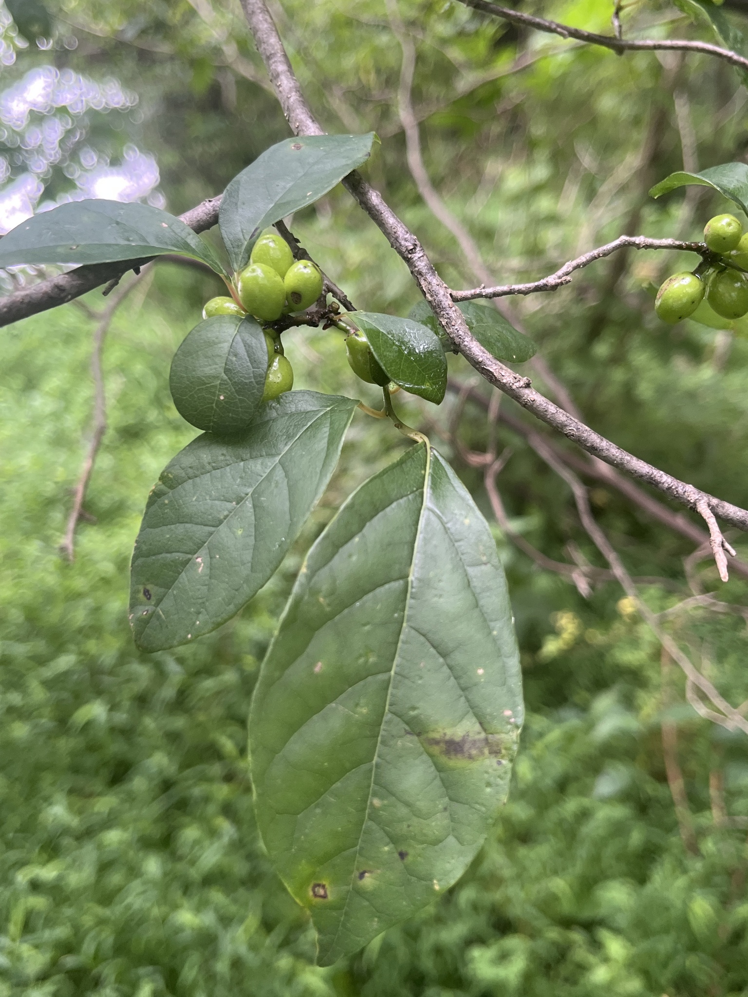 Lindera benzoin — habit